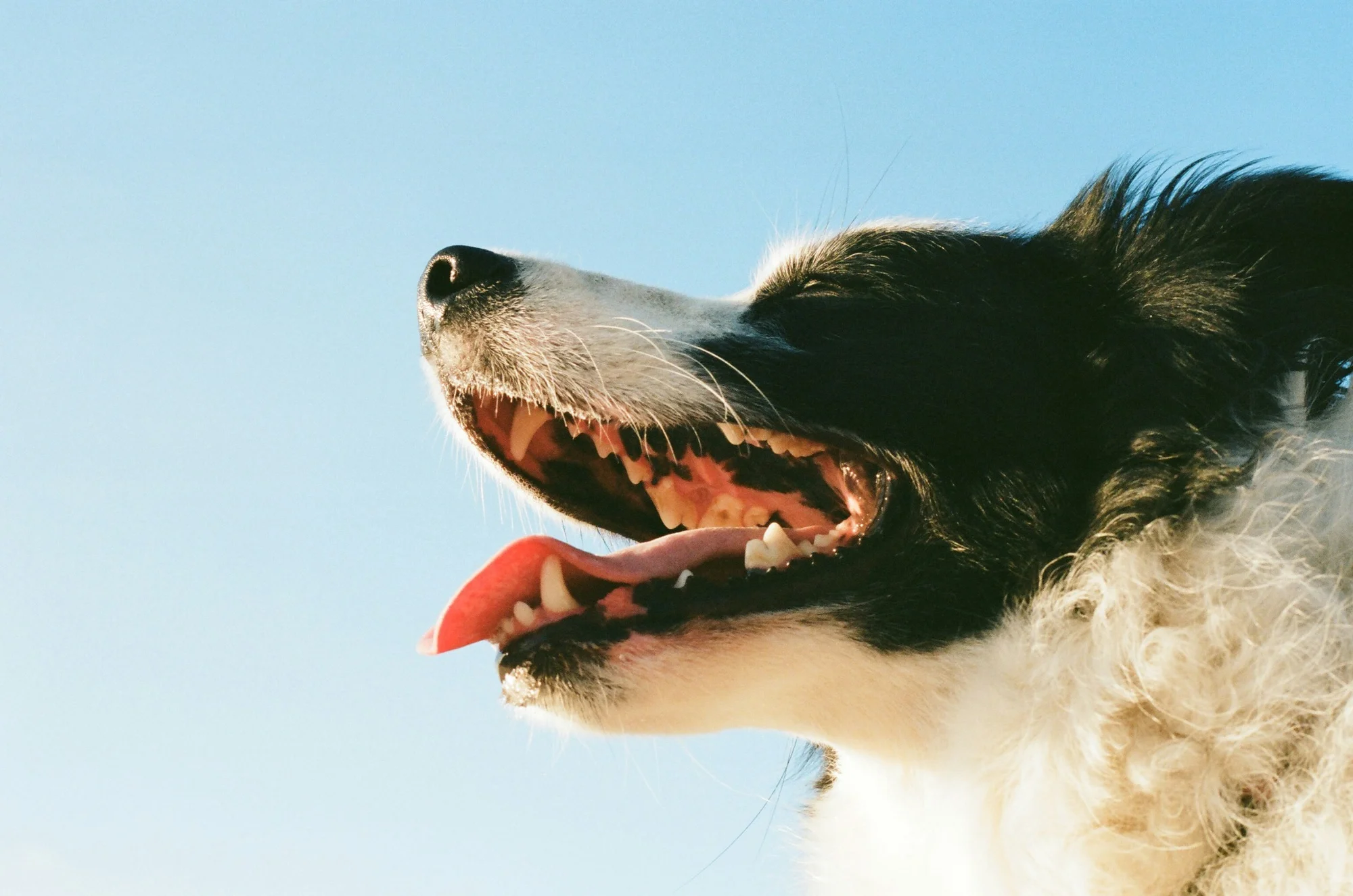 Dental Wipes For Dogs: Easy Dental Care Dogs Actually Tolerate