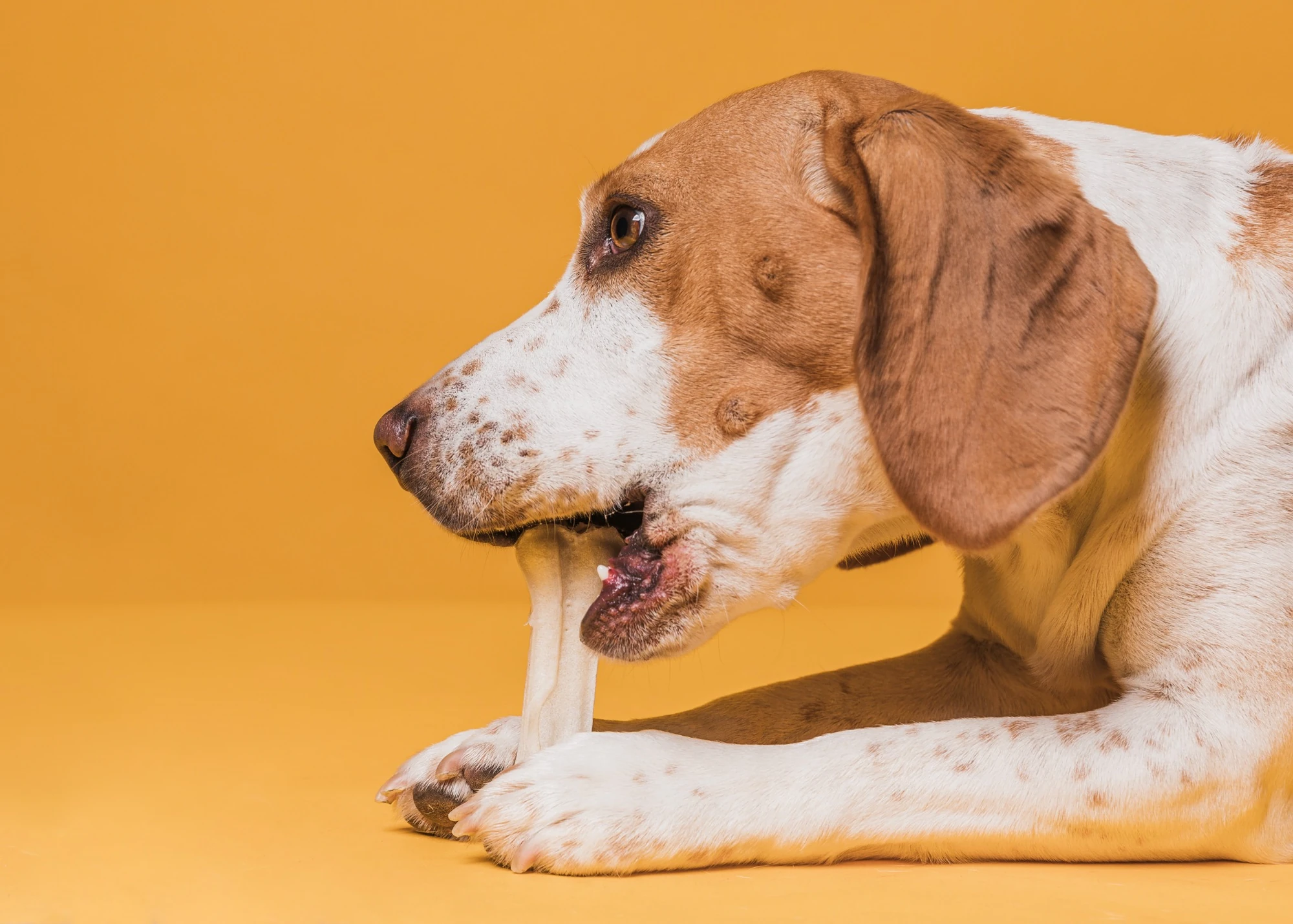 Top Dental Chews for Dogs Who Hate Brushing