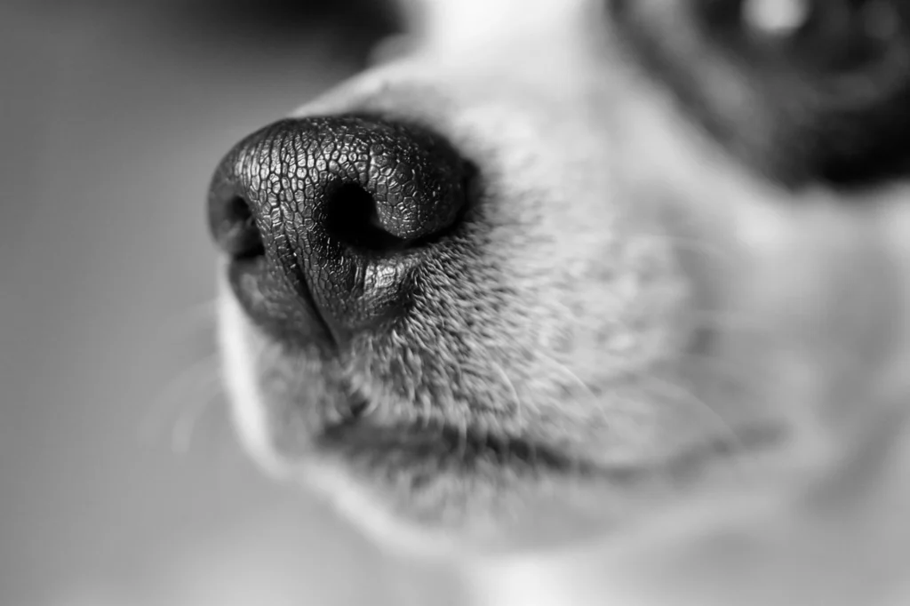 Why do dogs have whiskers_ Black-and-white close-up of a dog’s nose and whiskers highlighting the sensitive facial hairs dogs use to sense their environment