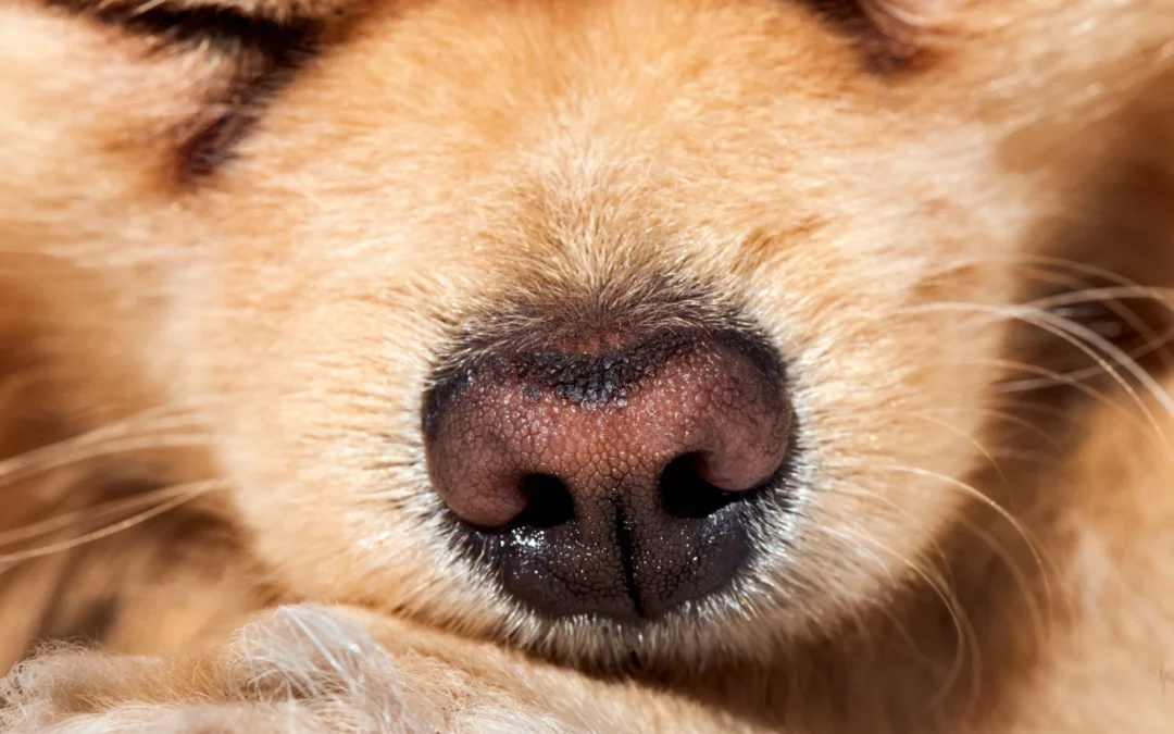Why Do Dogs Have Whiskers and What Do They Do?