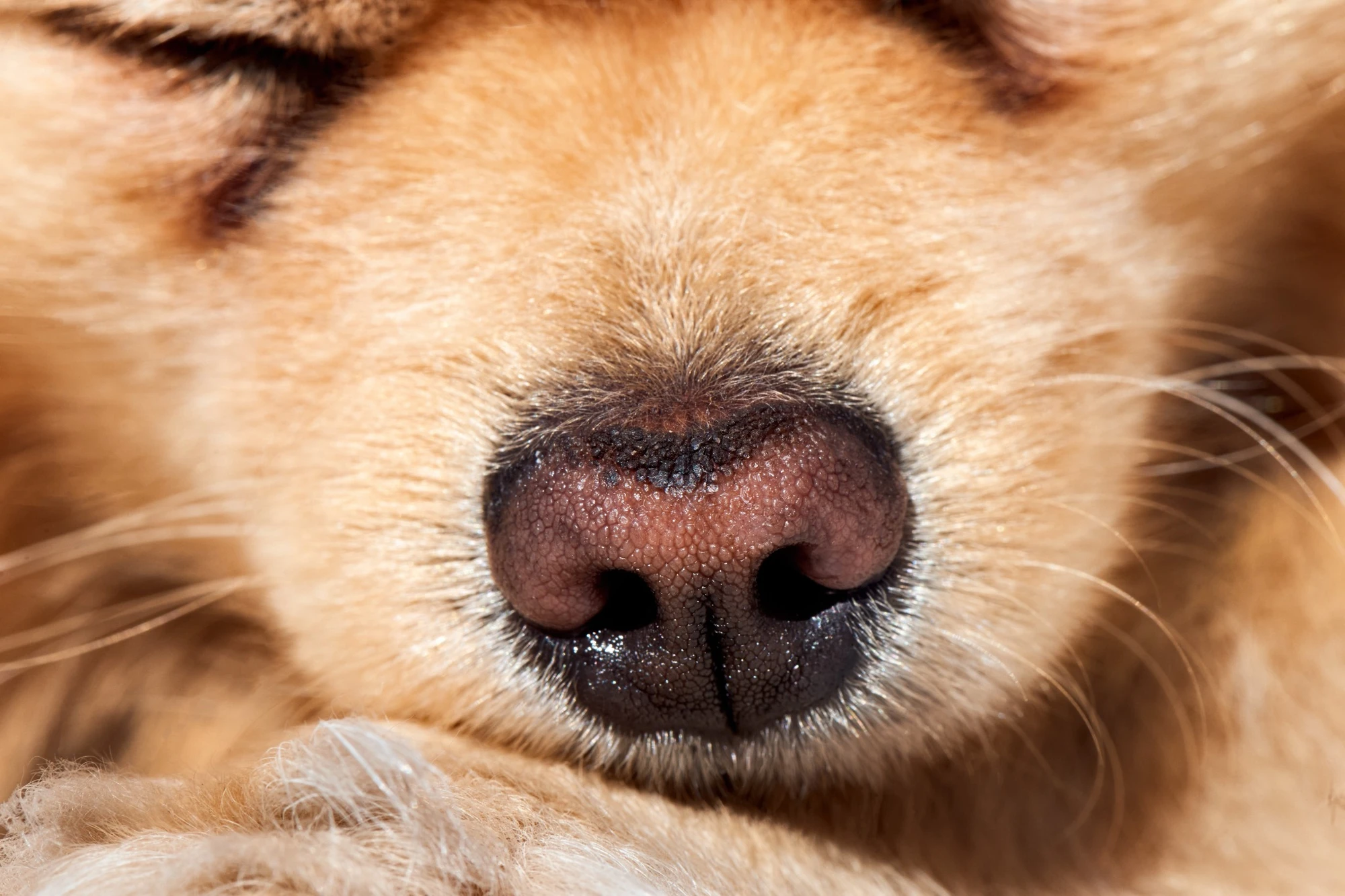 Why Do Dogs Have Whiskers and What Do They Do?