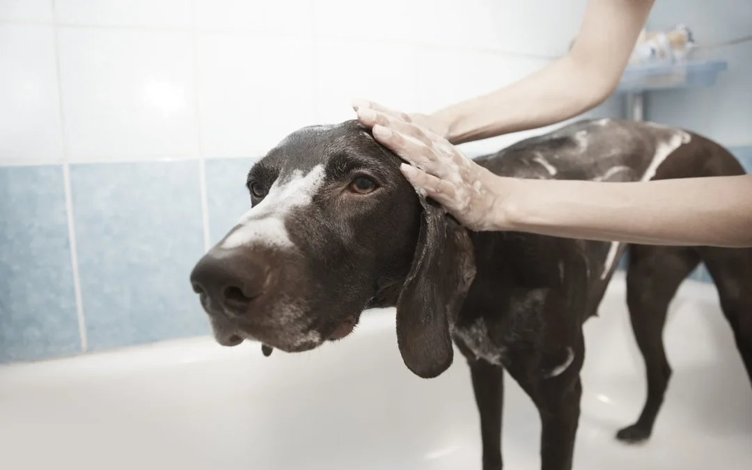 Dog being washed in a bathtub to show whether you can use human shampoo on dogs and how bathing products affect their skin