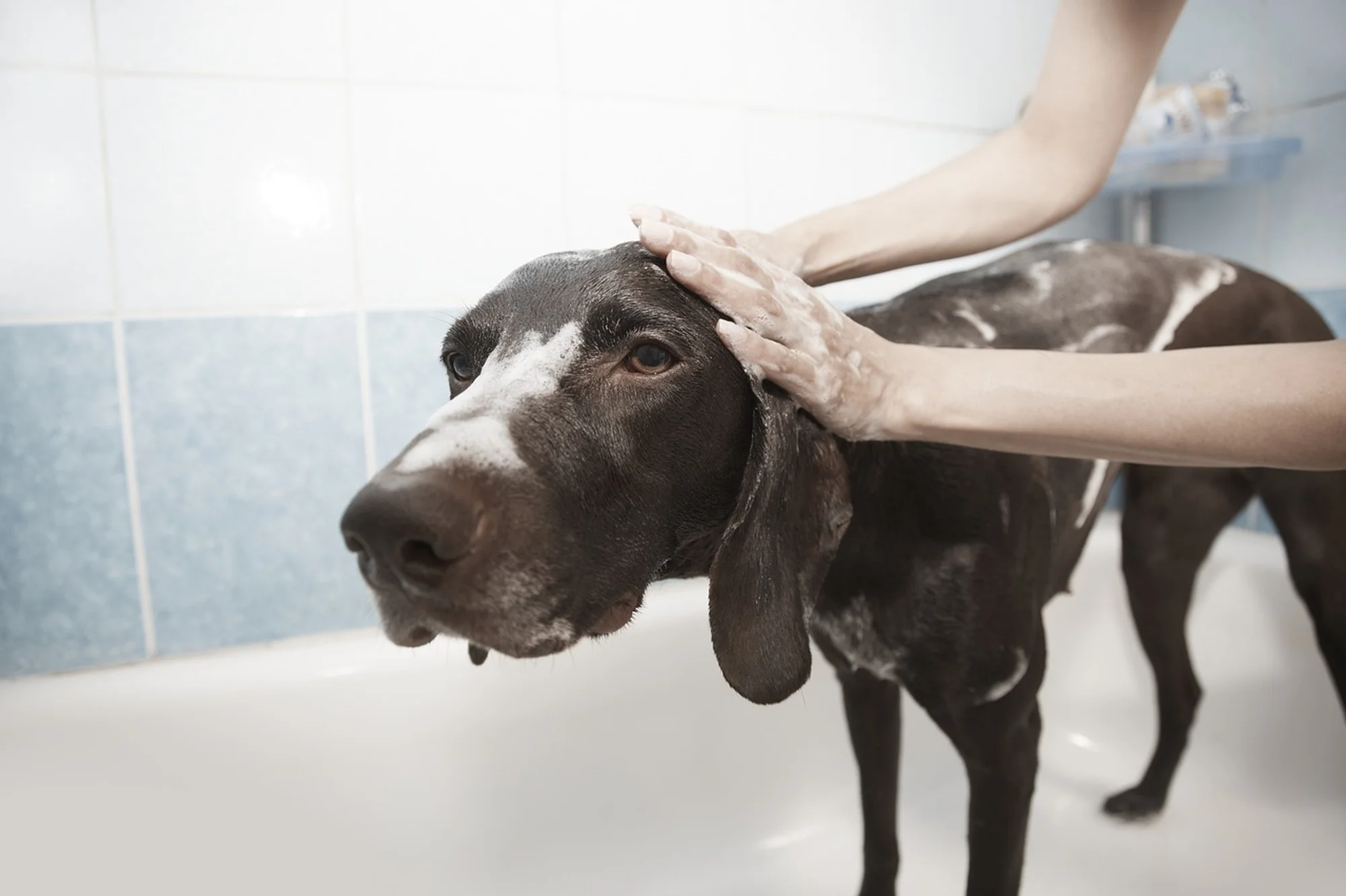 Can You Use Human Shampoo on Dogs or Is It Harmful?