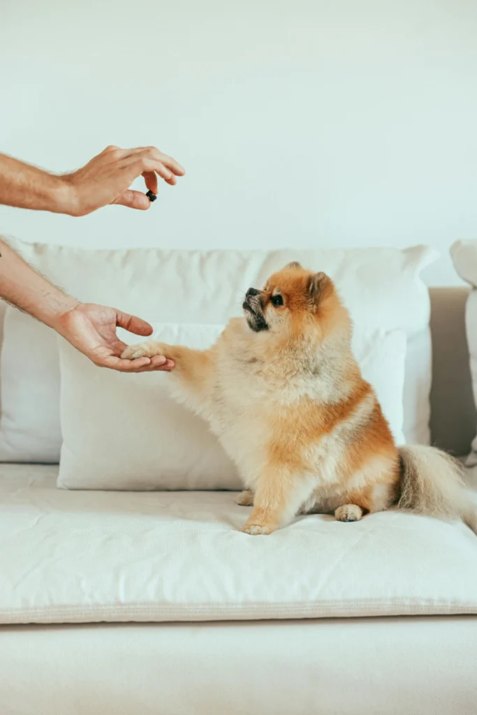 How to give a dog a pill using calm, positive reinforcement as a dog gently takes medication from their owner at home