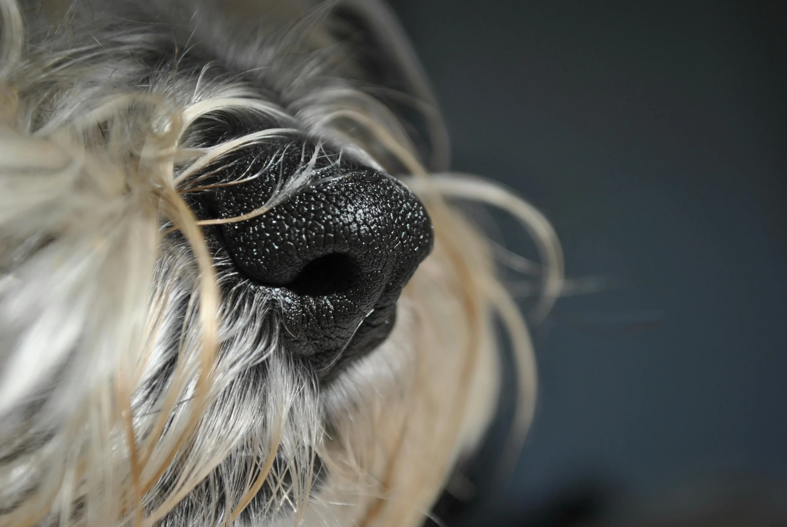Dogs and Dry Nose Explained for Concerned Dog Parents