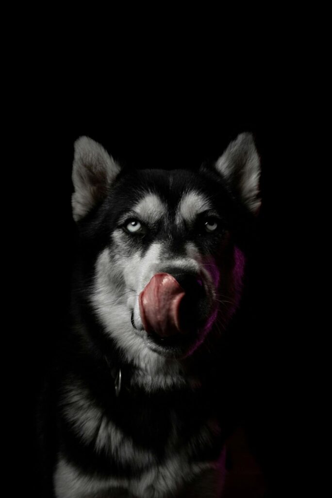 Picture of a black and grey husky-type dog looking at the camera and licking its nose against a dark background.