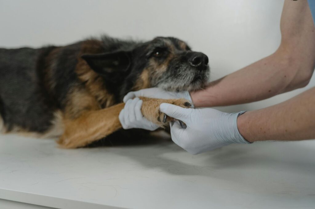 Picture of a pair of gloved hands gently examining the front paw of a black and tan dog laying on a white table.