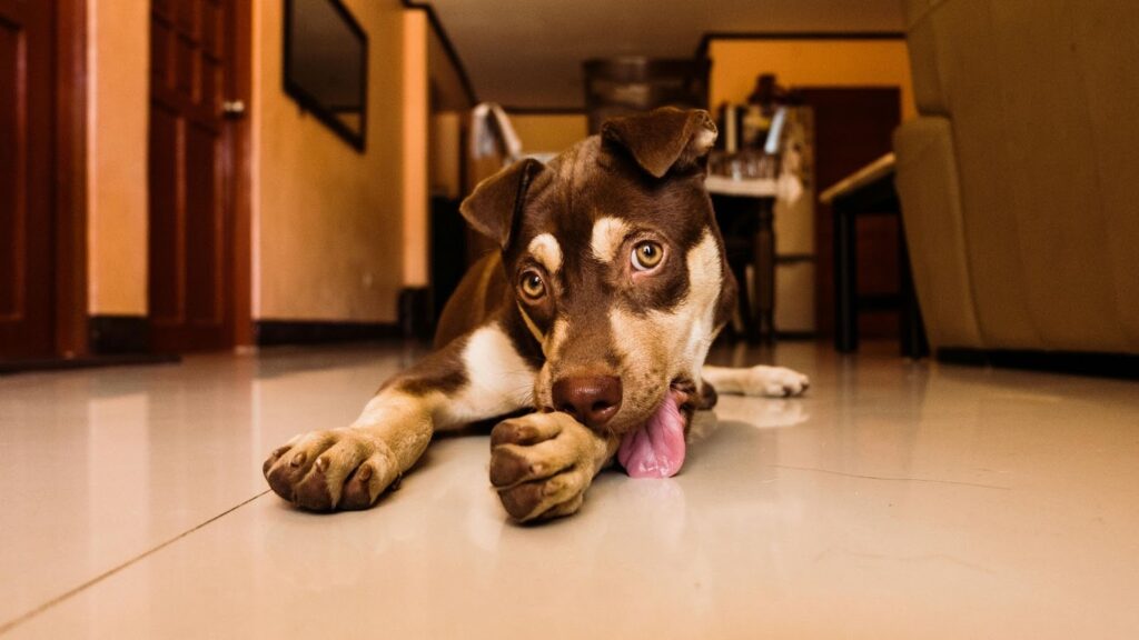 Picture of a brown and tan dog laying on a light-coloured tile floor while focused on licking its front paw.