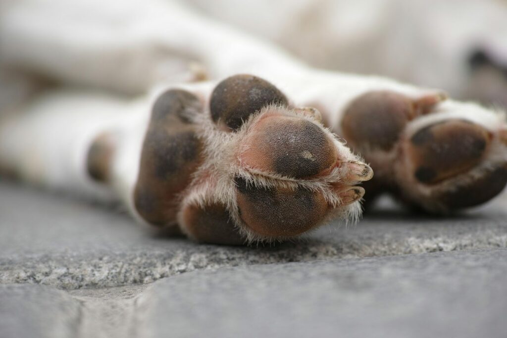 Picture of a close-up view of a dog's four paw pads resting on a grey stone surface.