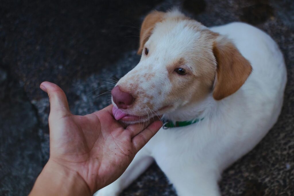 Picture of a white dog with tan spots laying down and licking a person's hand.