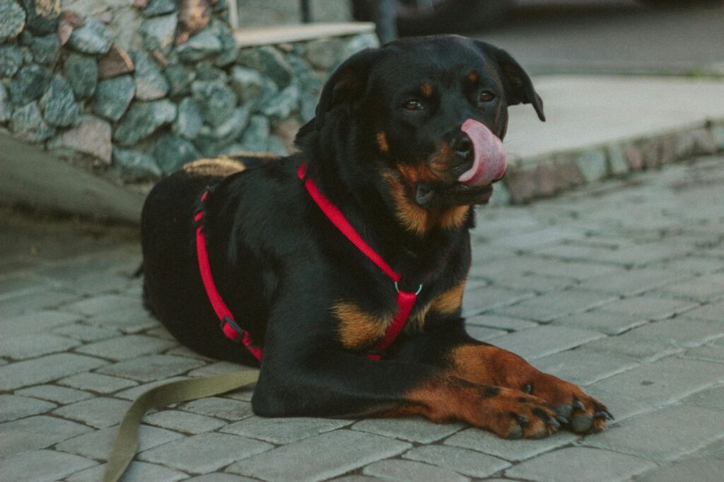 Picture of a black and tan rottweiler wearing a red harness laying on a stone-paved ground and licking its nose.