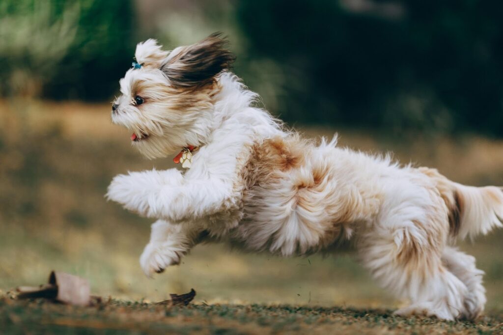 Picture of a small, fluffy white and brown dog jumping energetically through the air outdoors.