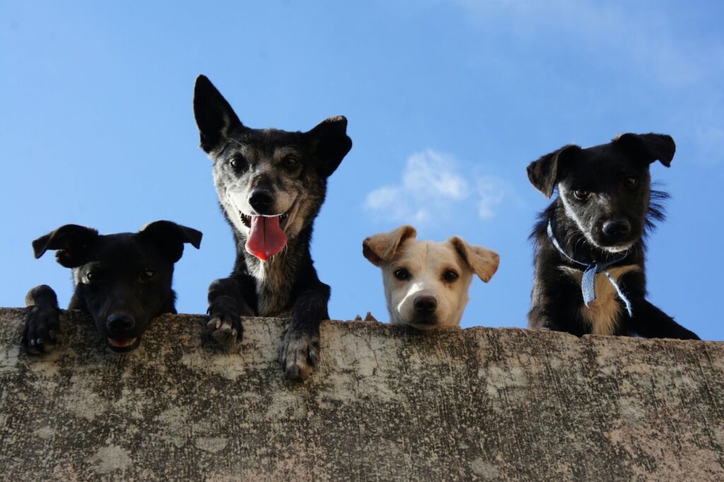Picture of a low-angle view showing four different dogs peering over a stone wall against a bright blue sky.