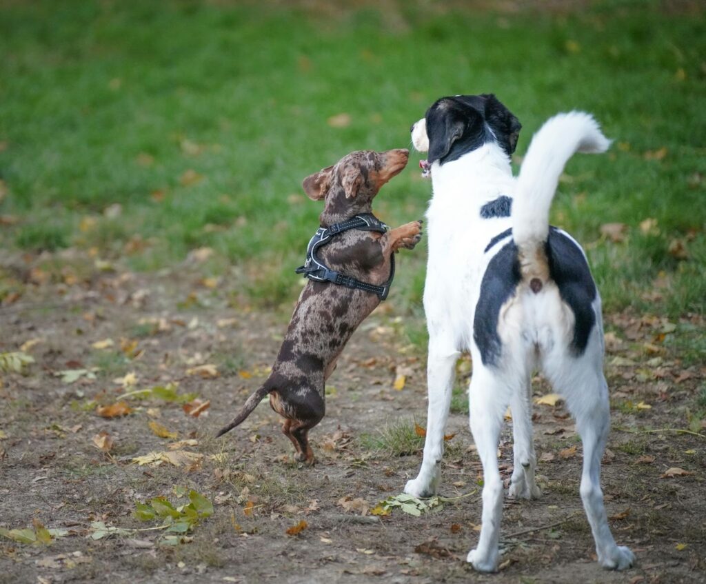 Picture of a small dappled Dachshund standing on its hind legs to greet a much larger black and white dog in a grassy park.