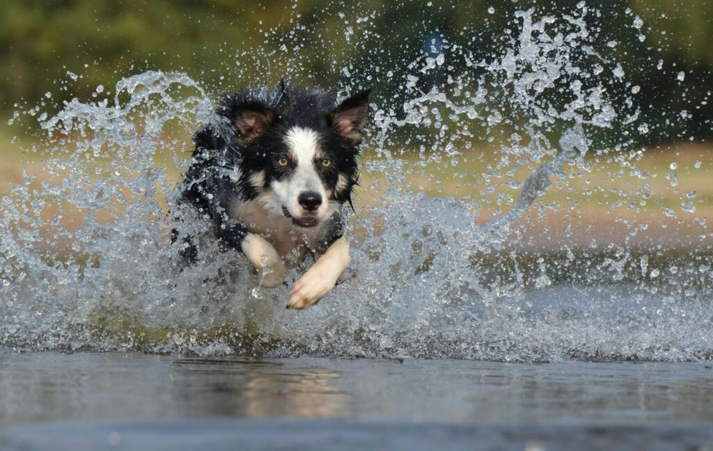 Picture of a black and white Border Collie running fast through a body of water, creating large splashes.