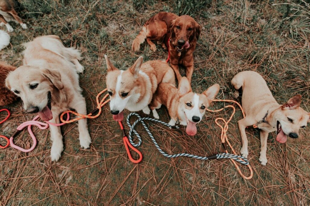 Picture of a high-angle view of a group of dogs, including two Corgis and a Golden Retriever, resting together on a patch of dry grass.