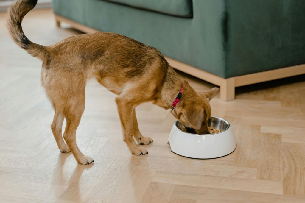 Picture of a medium-sized brown dog wearing a pink collar, eating food from a white bowl on a light-coloured floor.
