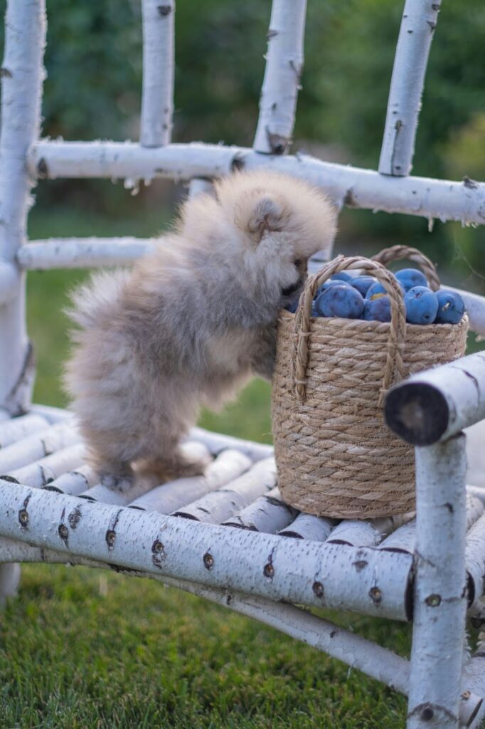 Picture of a small, fluffy puppy standing on a white birch bench and leaning into a woven basket full of blueberries.