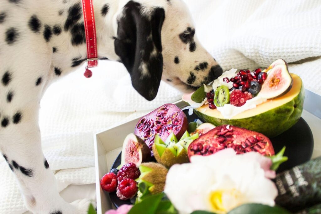 Picture of a Dalmatian leaning over a large platter filled with various fruits like pomegranate, kiwi, and figs.