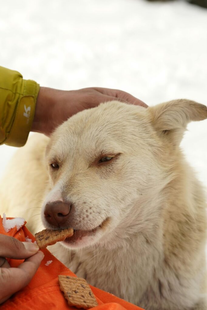 Picture of a light-coloured dog being petted while eating a small, square treat from a person's hand in a snowy setting.