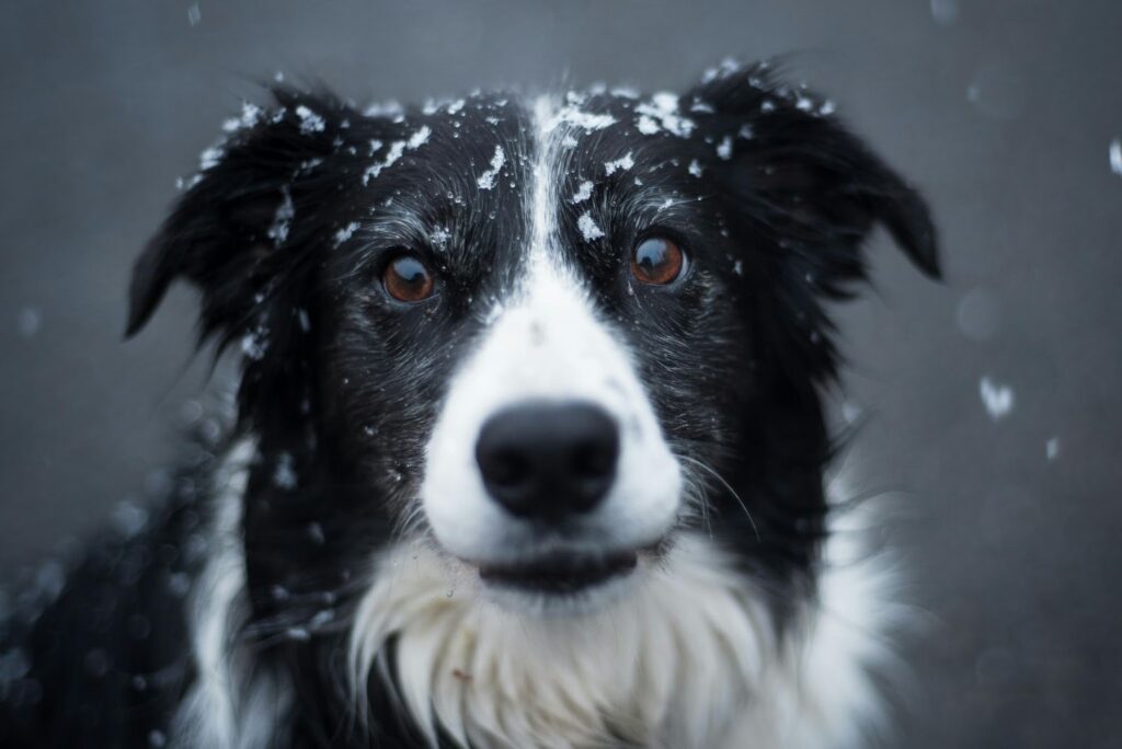 Picture of a black and white Border Collie looking directly at the camera with snowflakes resting on its fur.