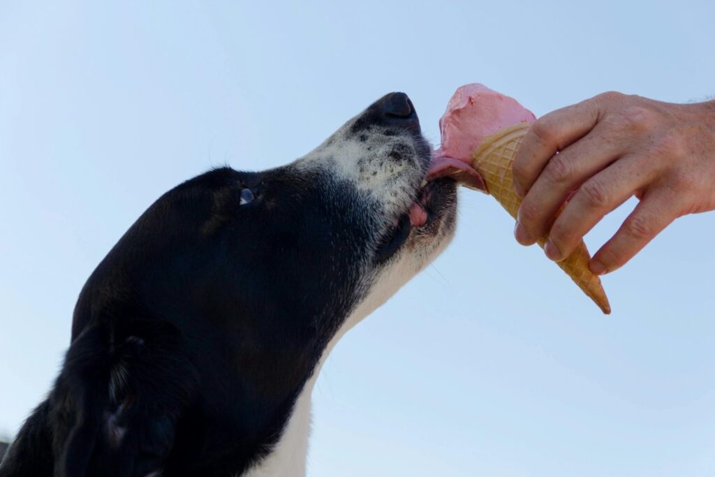 Picture of a black and white dog licking a pink ice cream cone held by a person against a blue sky.