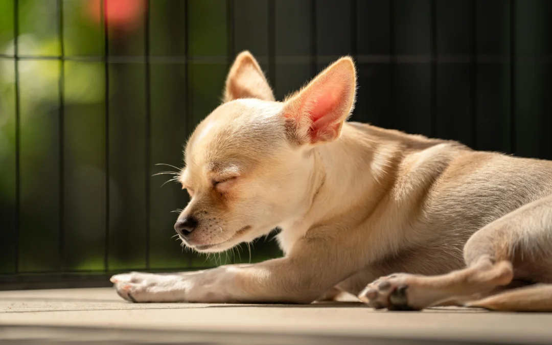 easy dogs for busy owners