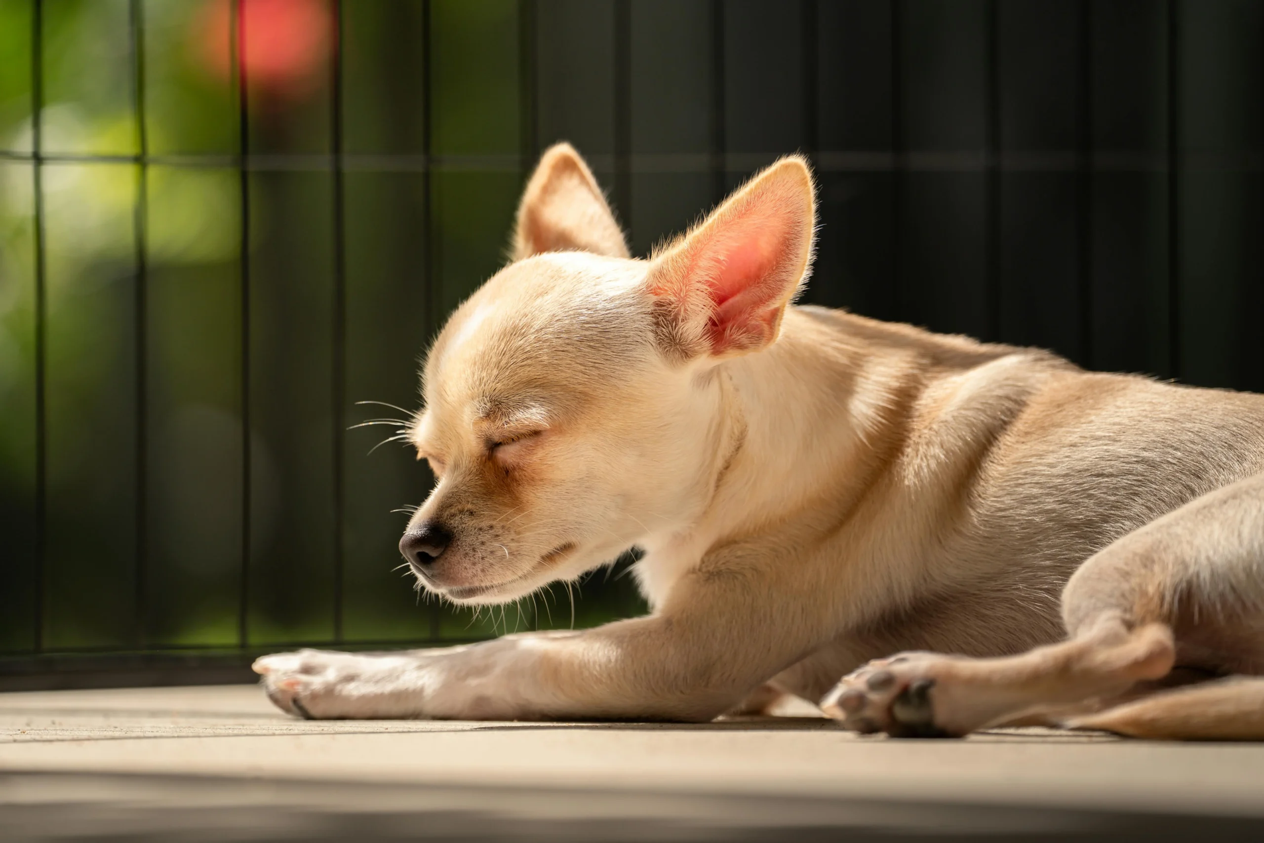 6 Low Maintenance Dogs for Busy Dog Parents