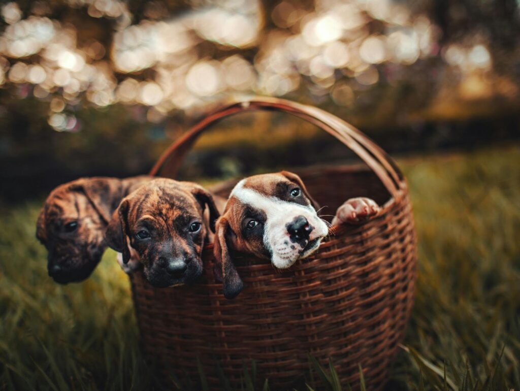 Picture of a basket sitting on green grass with three brindle and white puppies peeking out from inside.