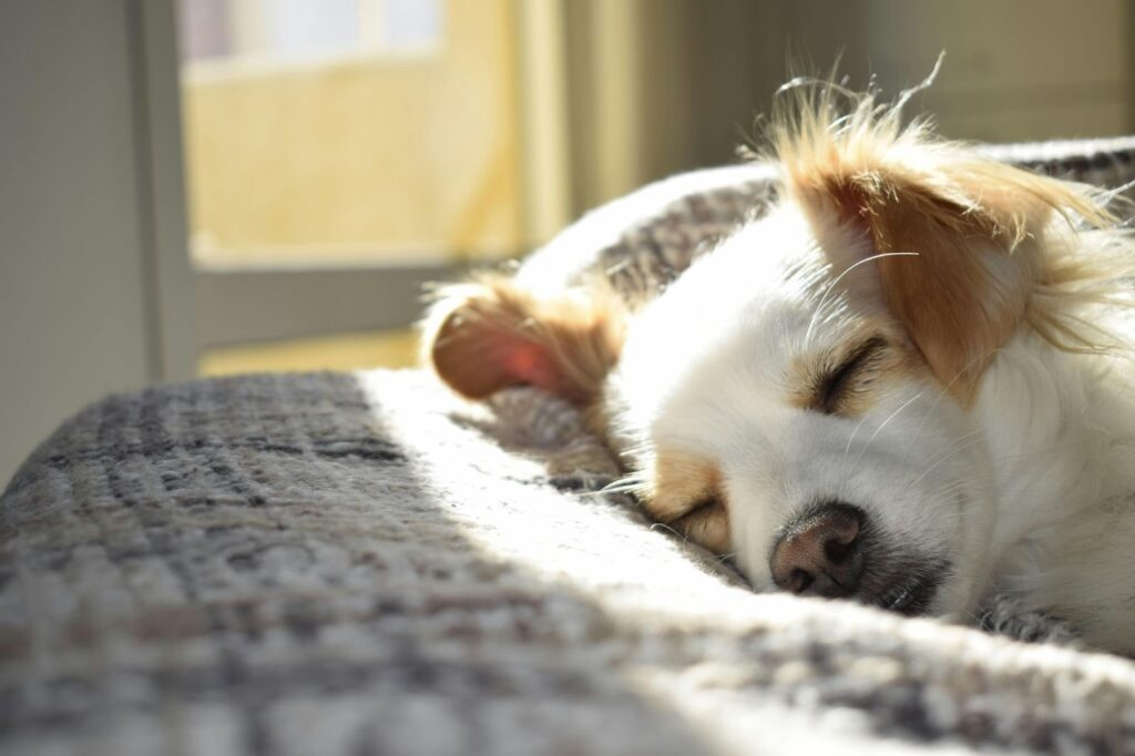 Picture of a white and tan dog, suffering from dog diarrhea, sleeping peacefully on a patterned blanket in a patch of sunlight.