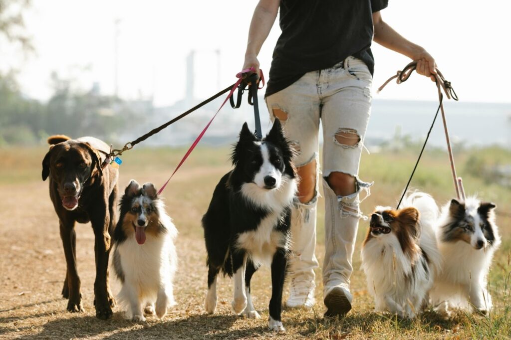 Picture of a person from the waist down walking five dogs of various breeds on leashes along a dirt path.