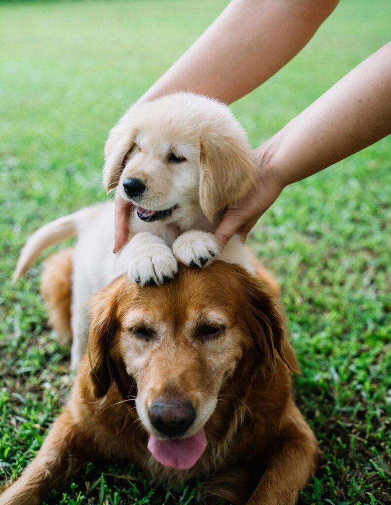 Picture of a golden retriever puppy standing on the head of an adult golden retriever on a green lawn.