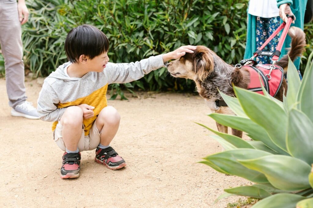 Picture of a young boy squatting down to gently pet a brown and white dog wearing a red harness outdoors.