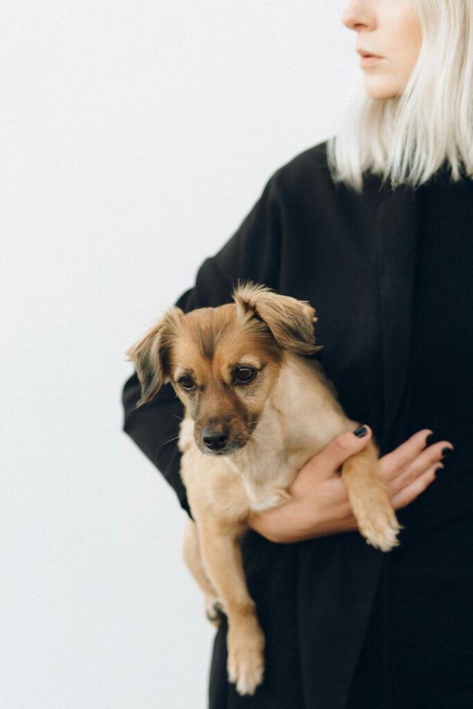 Picture of a person in black clothing holding a small brown dog that has a worried facial expression.