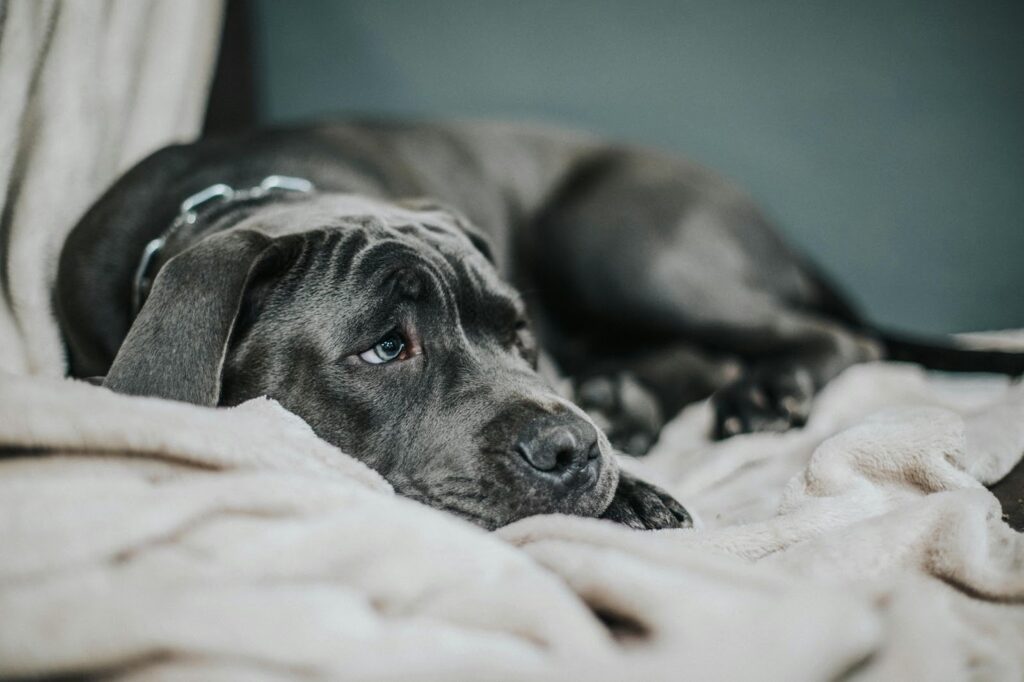 Picture of a large grey dog lying down on a light-colored blanket looking away with sad eyes.