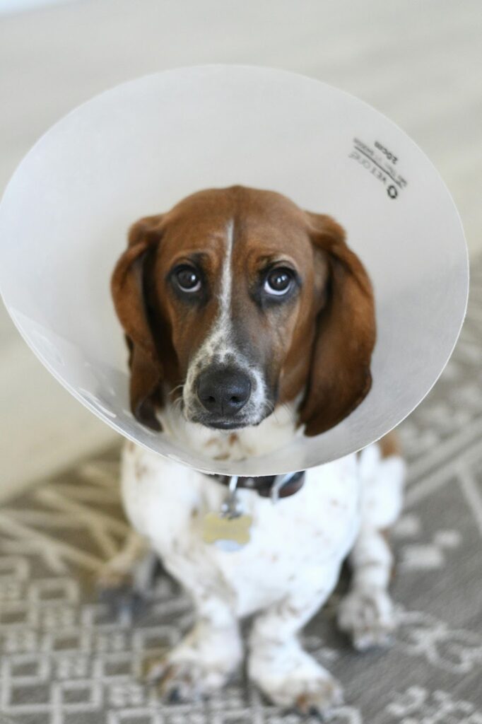 Picture of a basset hound wearing a plastic Elizabethan collar while looking upward with drooping eyes.