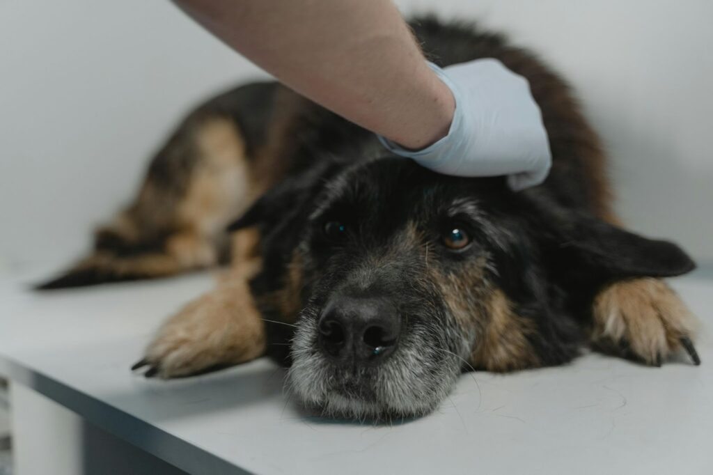 Picture of a person wearing a blue medical glove gently resting their hand on the head of an elderly black and tan dog.