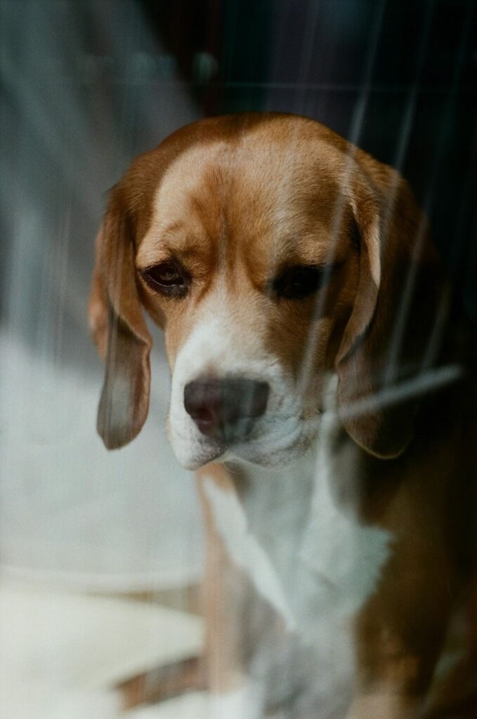 Picture of a beagle with a somber expression sitting behind a wire fence.