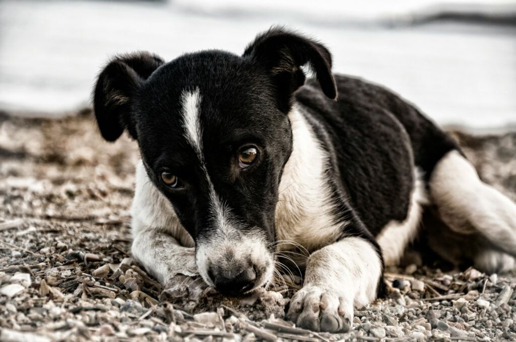 Picture of a black and white dog lying on a pebble beach with its head resting on the ground.