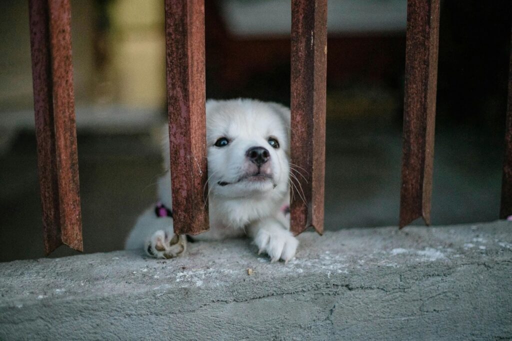 Picture of a small white puppy looking through the metal bars of a gate.