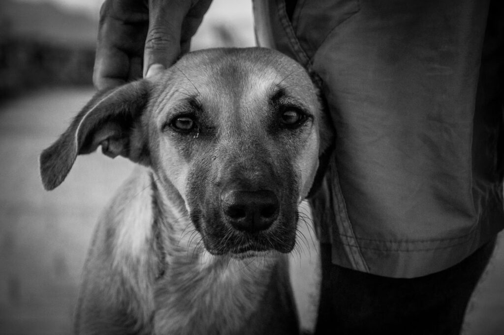 Picture of a close-up, black and white shot of a dog's face as a human hand gently pets its head.