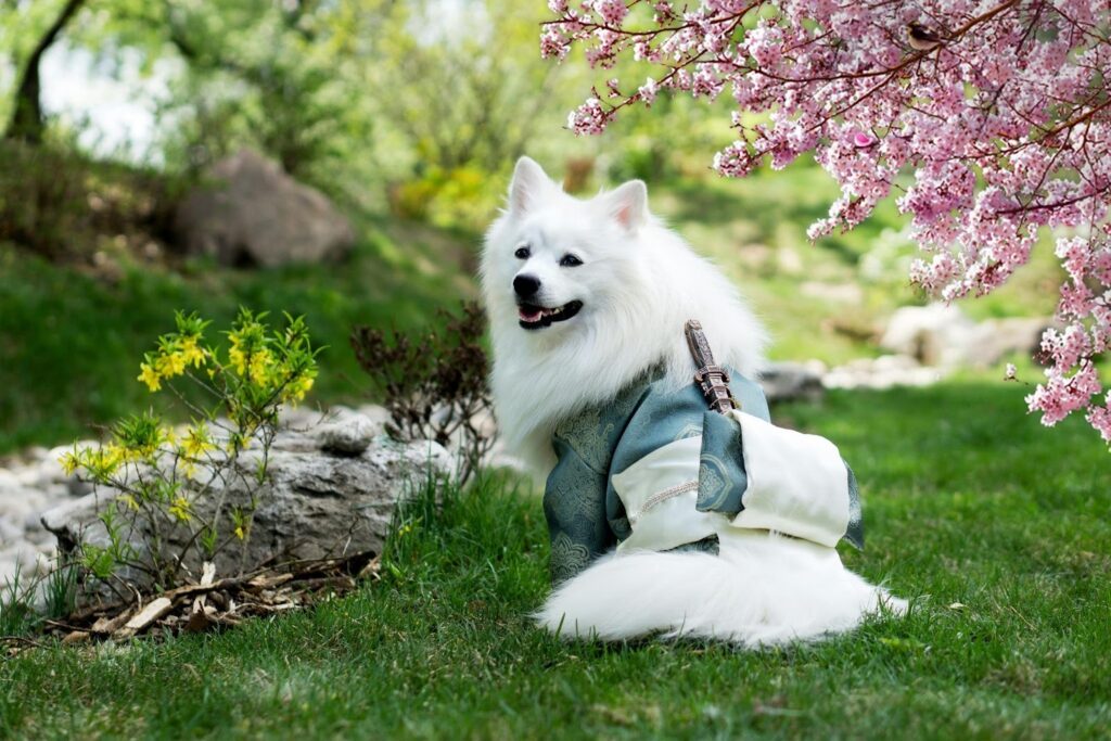 Picture of a fluffy white dog wearing a decorative blue and white garment while sitting in a park with cherry blossoms.