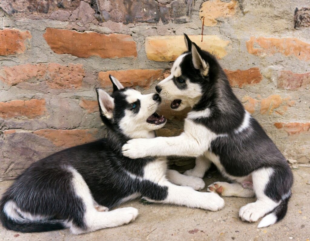 Picture of a pair of husky sad dogs playing and nipping at each other outdoors.