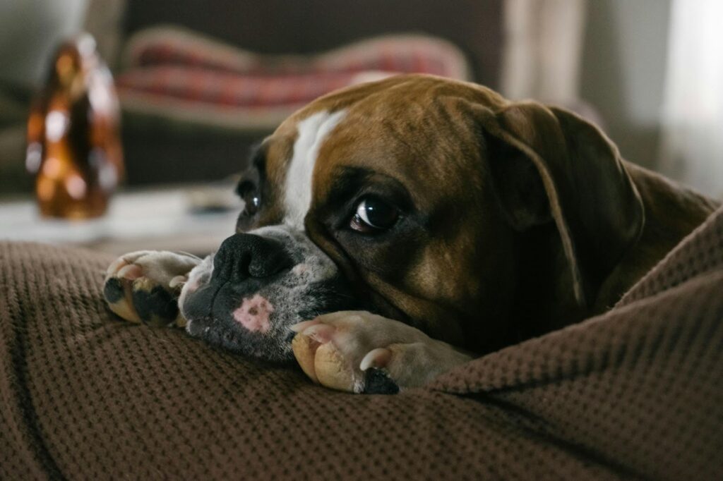 Picture of a brown and white Boxer dog resting its chin on a brown textured cushion with a solemn expression.