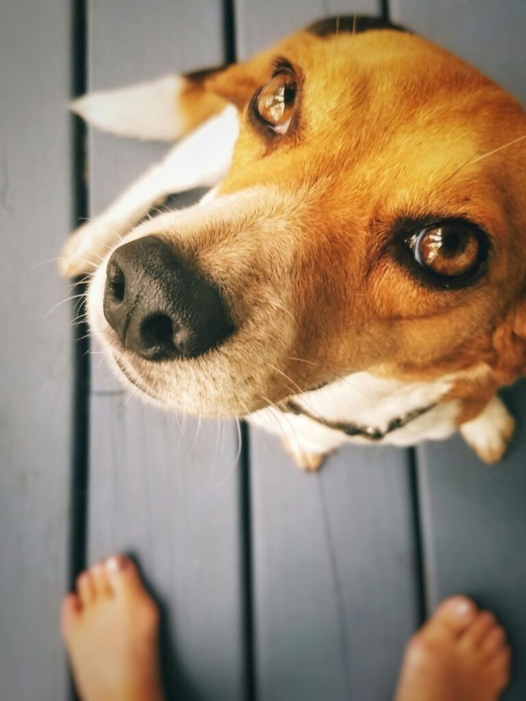 Picture of a Beagle looking directly up at the camera with large, amber-coloured eyes and a wet black nose.