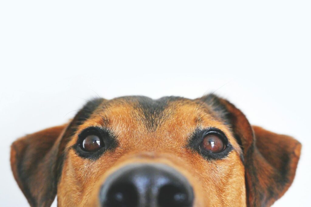 Picture of a close-up, front-facing view of a brown dog's face from the eyes up against a plain white background.