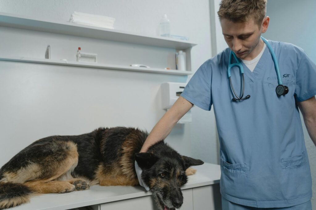Picture of a veterinarian in blue scrubs gently placing a hand on the neck of an older, dark-coloured dog lying on a white examination table.
