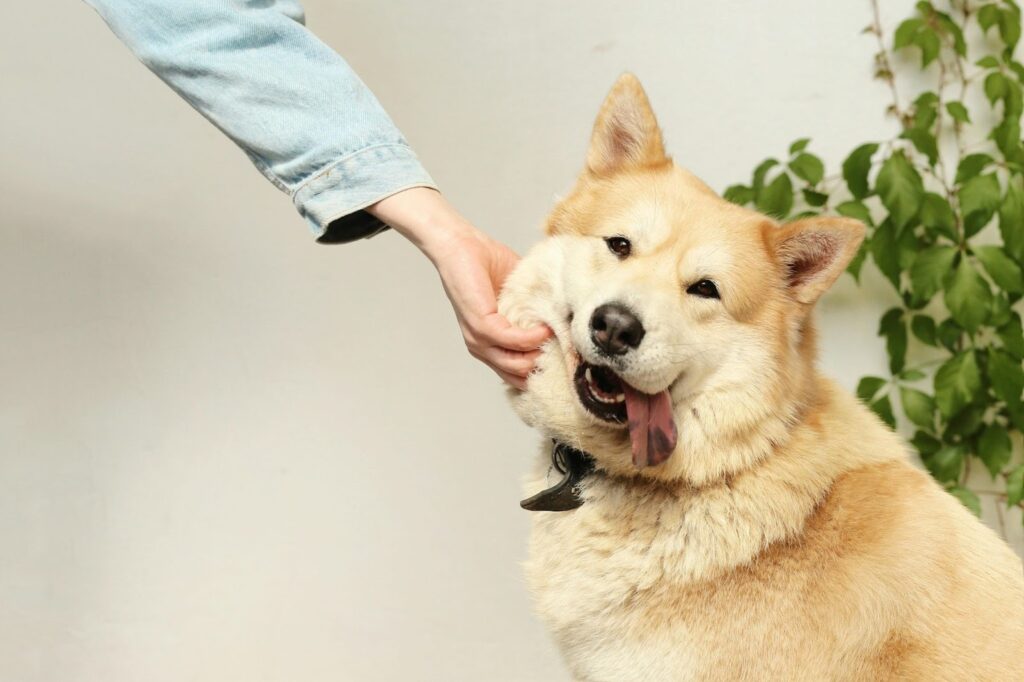 Picture of a person's hand gently scratching the cheek of a fluffy, light-coloured dog that has its tongue lolling out happily.