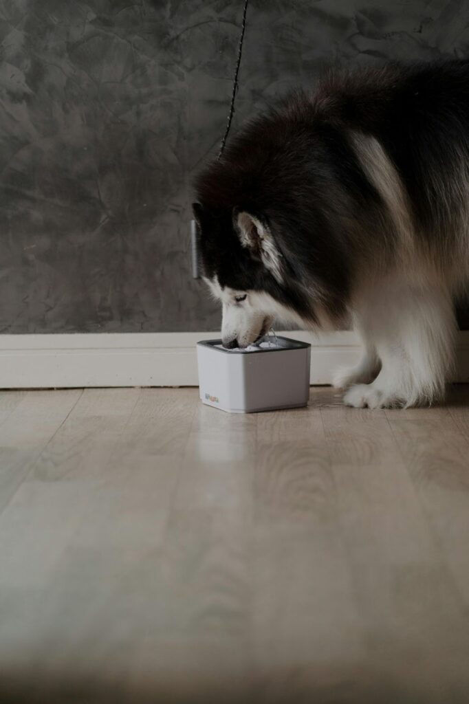 Picture of a large fluffy black and white dog drinking water from a square white pet fountain