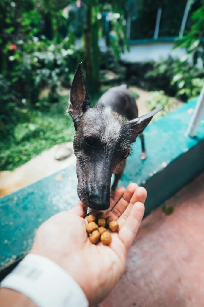 Picture of a person holding out several small round pieces of kibble in their palm for a hairless dog to eat